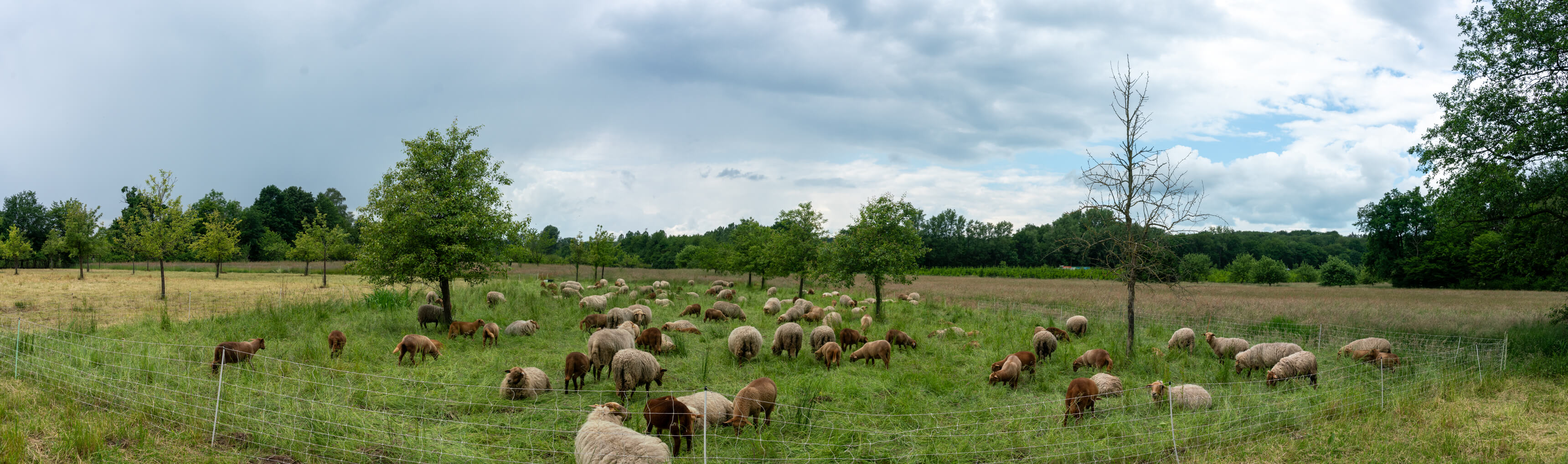 DSC04914-Pano.jpg