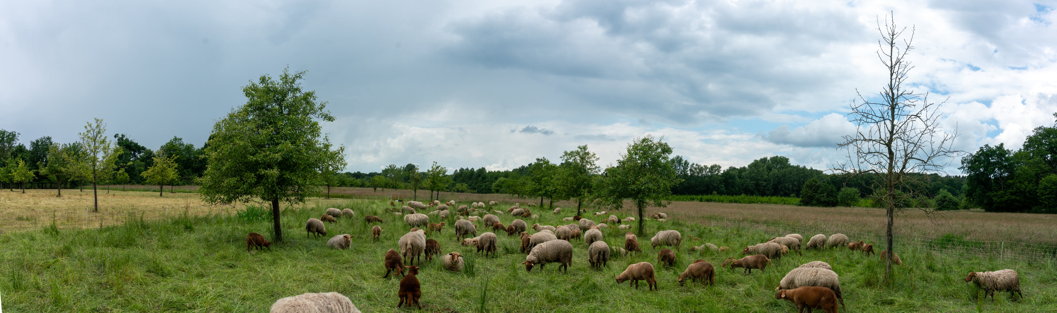 DSC04920-Pano.jpg