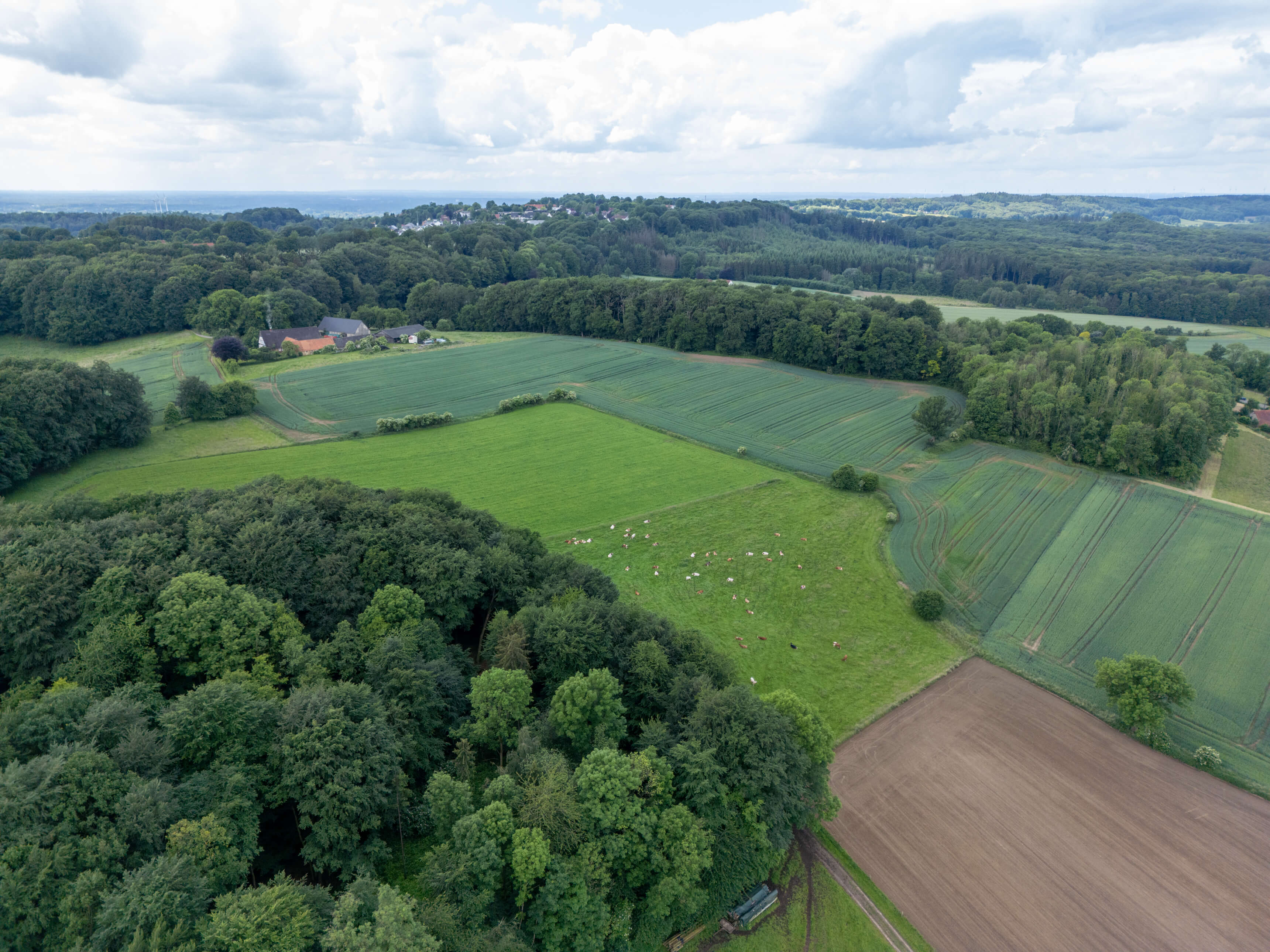 DJI_0009.jpg