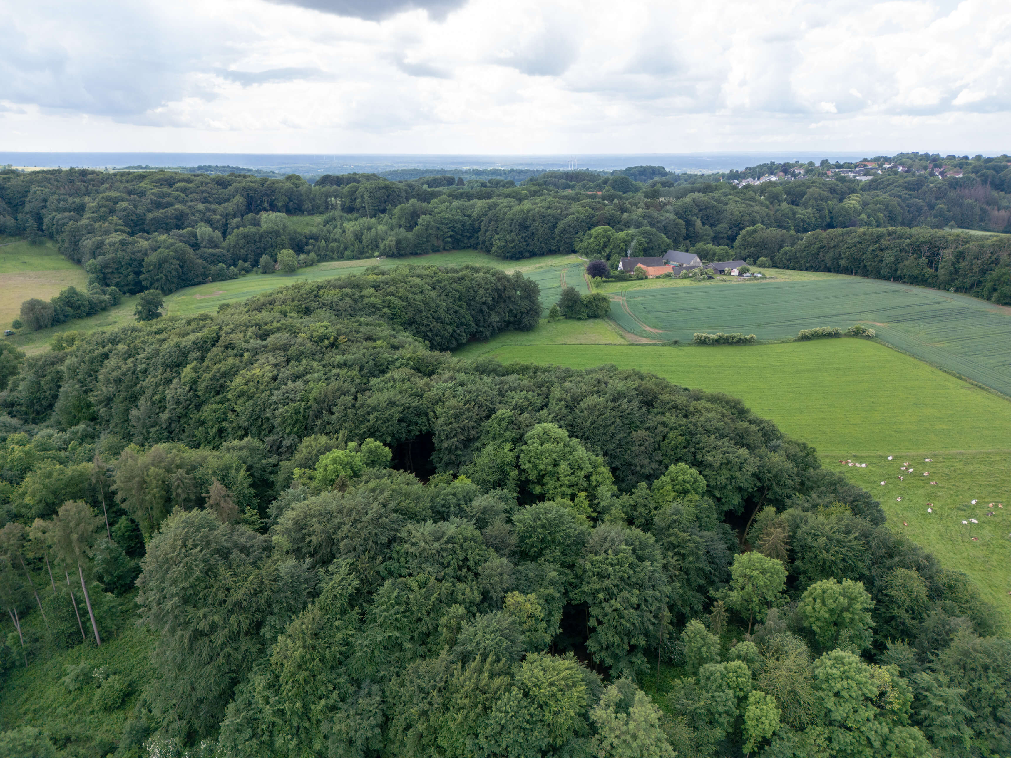 DJI_0010.jpg