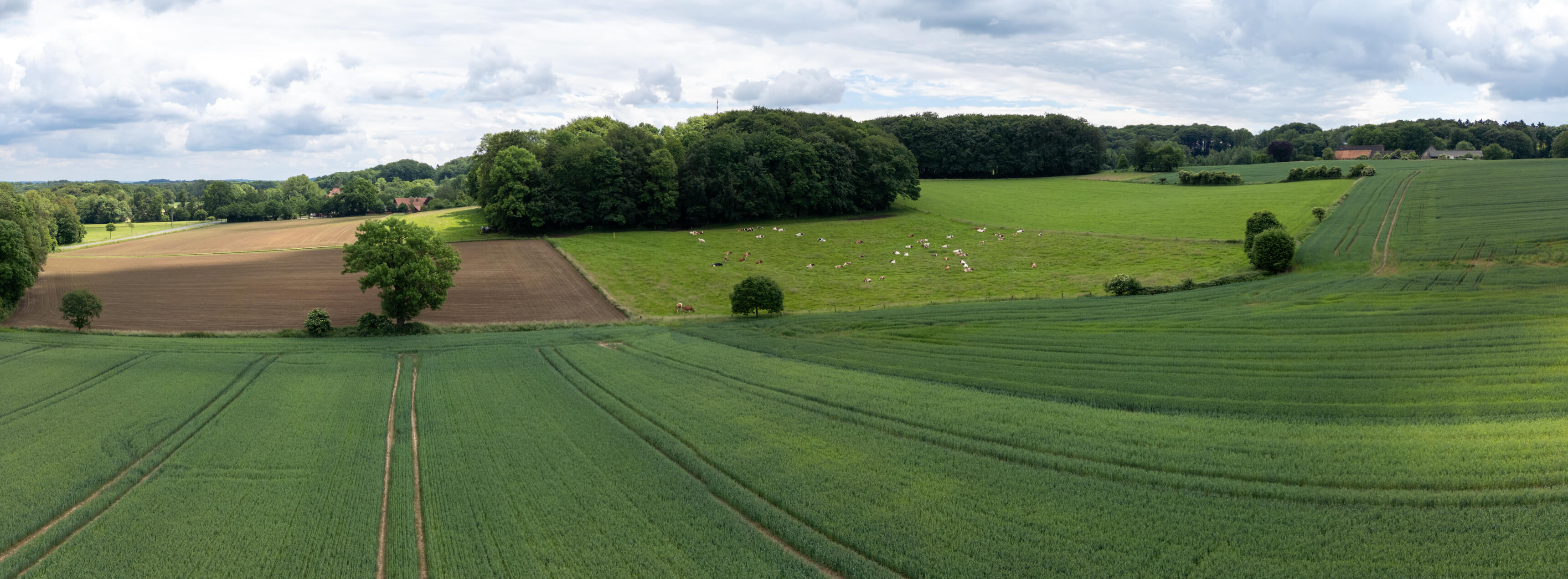 DJI_0039-Pano.jpg