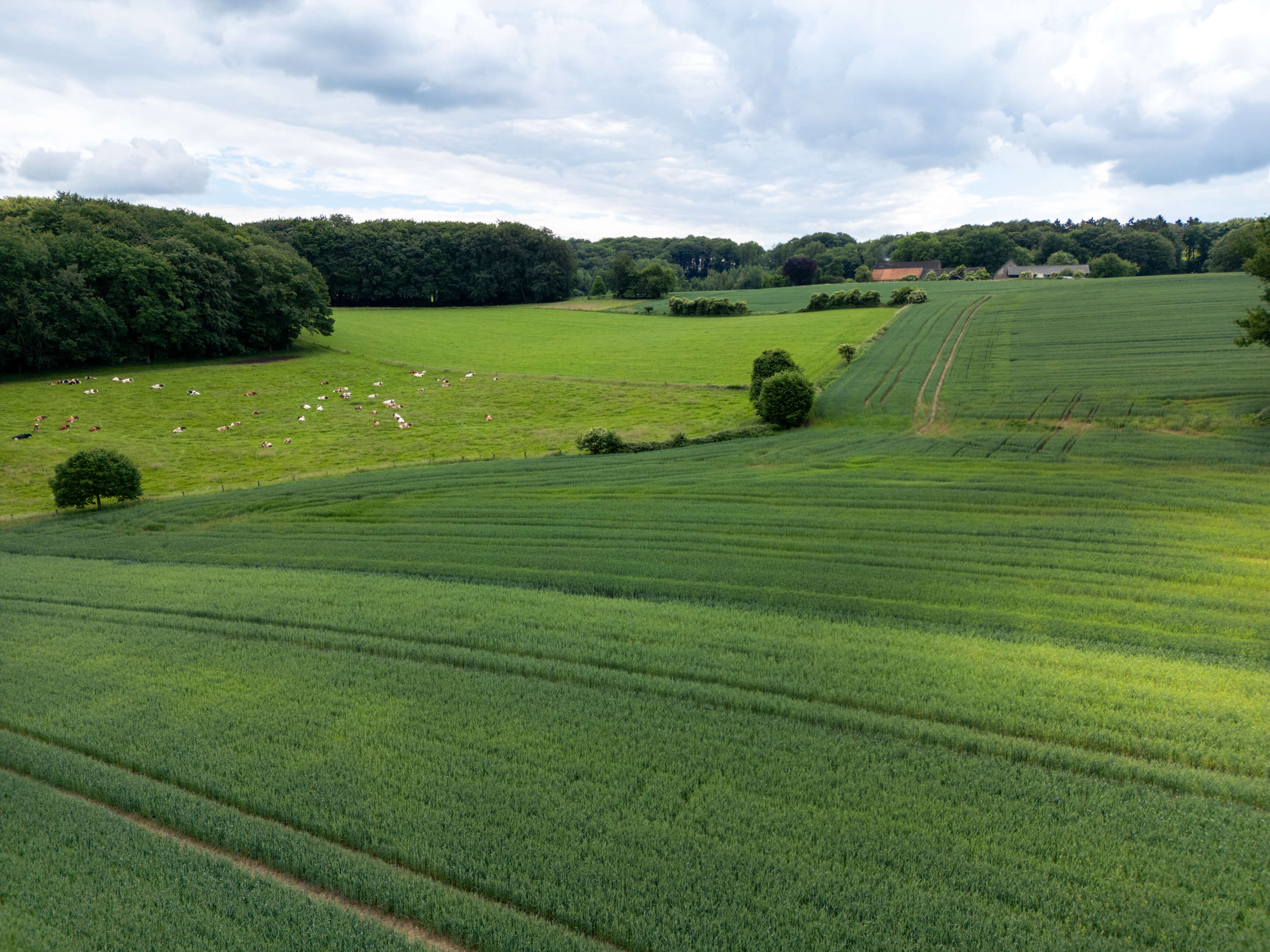 DJI_0039.jpg