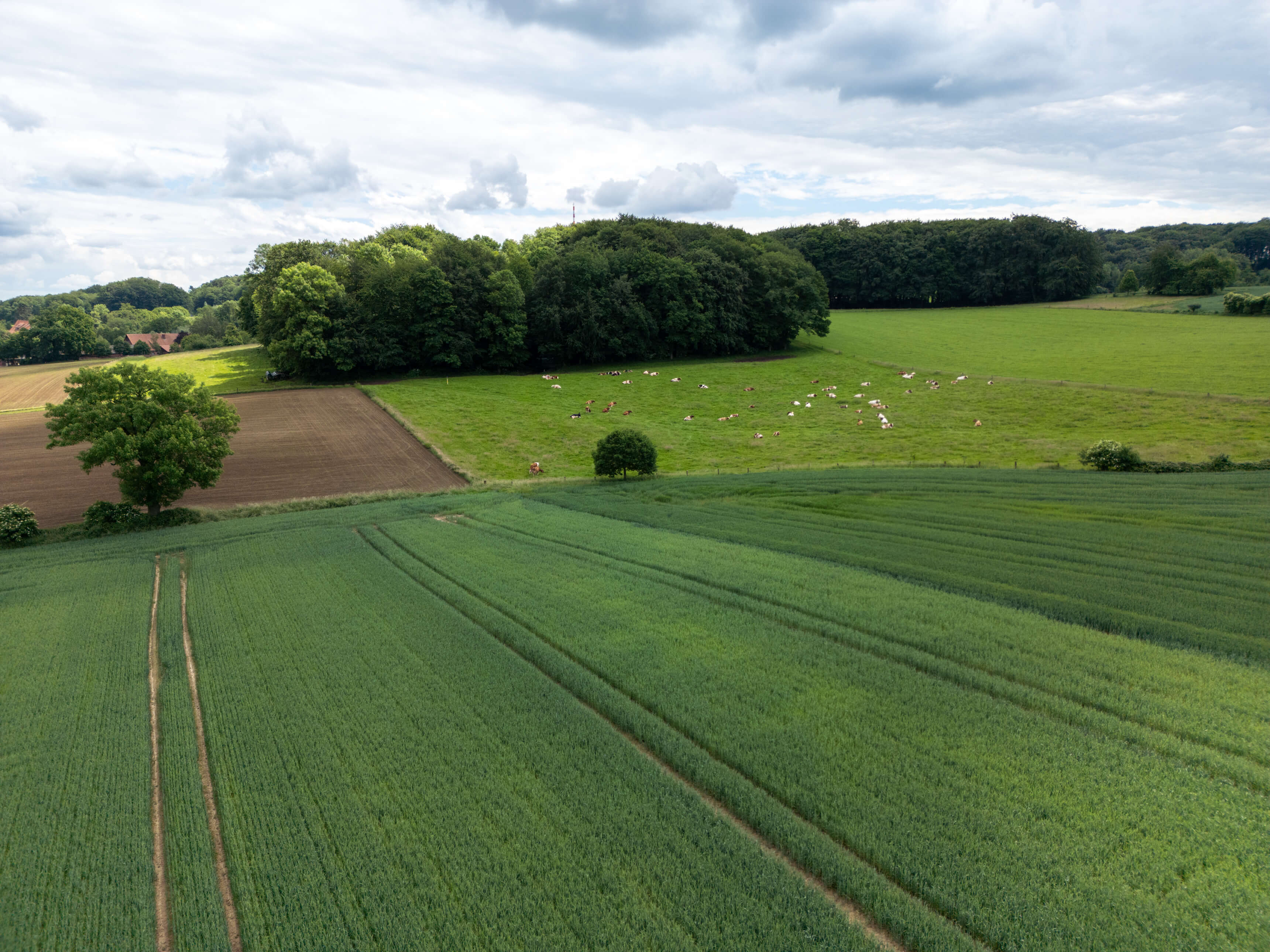 DJI_0040.jpg