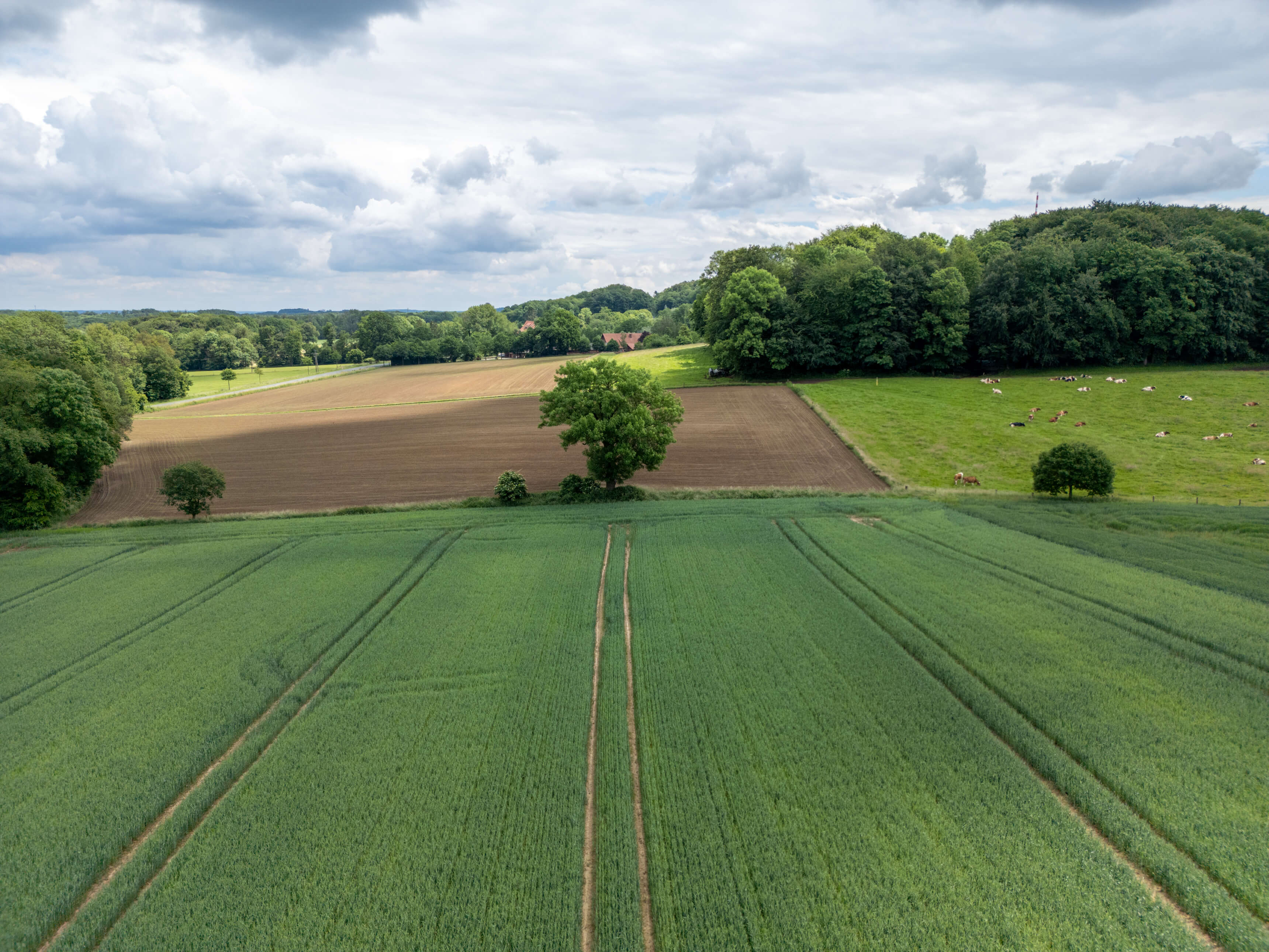DJI_0041.jpg